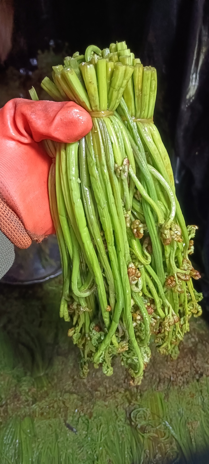 腌制蕨菜分别为绿菜紫菜都有