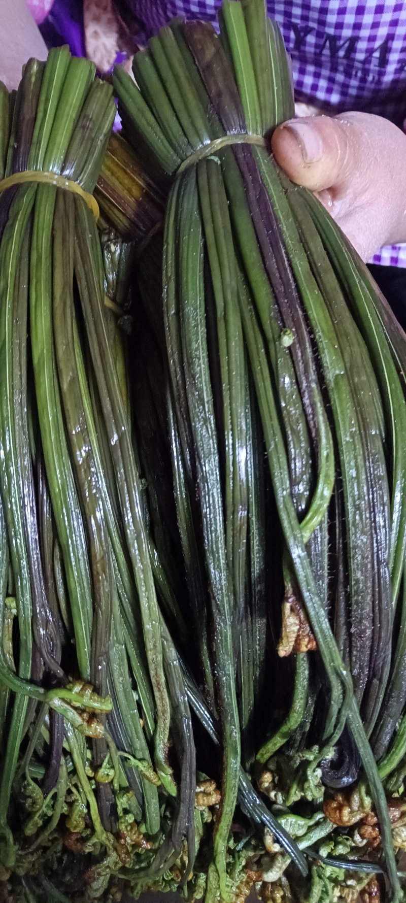 腌制蕨菜分别为绿菜紫菜都有