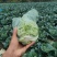 牛心菜标题：江苏牛心甘蓝产地直发货源充足对接各大市