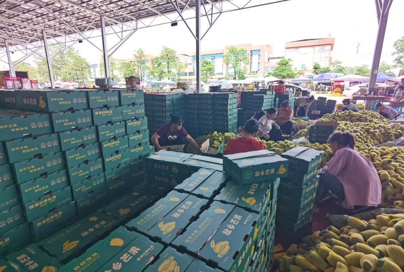 广西甜心金煌芒，社区团购落地配电商一件代发