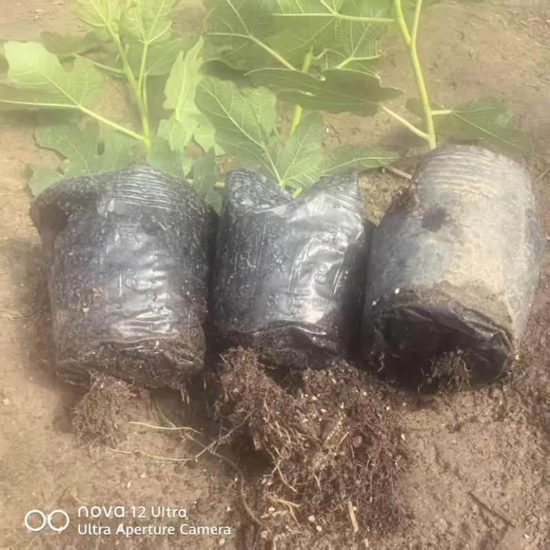 无花果杯苗