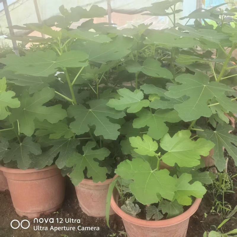 无花果杯苗