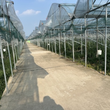 正宗湘研2307软皮薄皮辣椒辣椒炒肉专用
