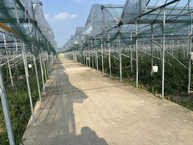 正宗湘研2307软皮薄皮辣椒辣椒炒肉专用