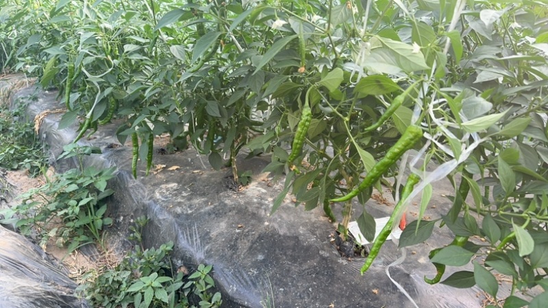 正宗湘研2307软皮薄皮辣椒辣椒炒肉专用