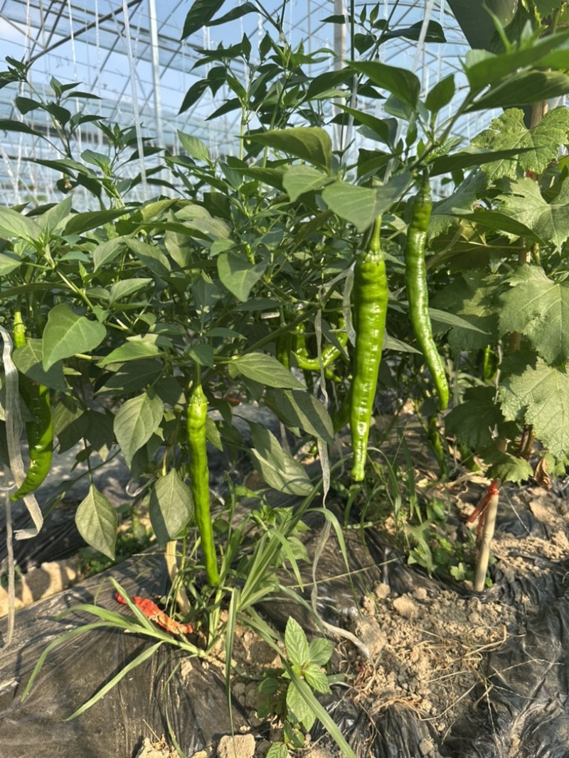 正宗湘研2307软皮薄皮辣椒辣椒炒肉专用