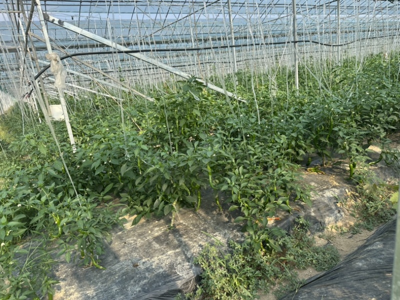 正宗湘研2307软皮薄皮辣椒辣椒炒肉专用