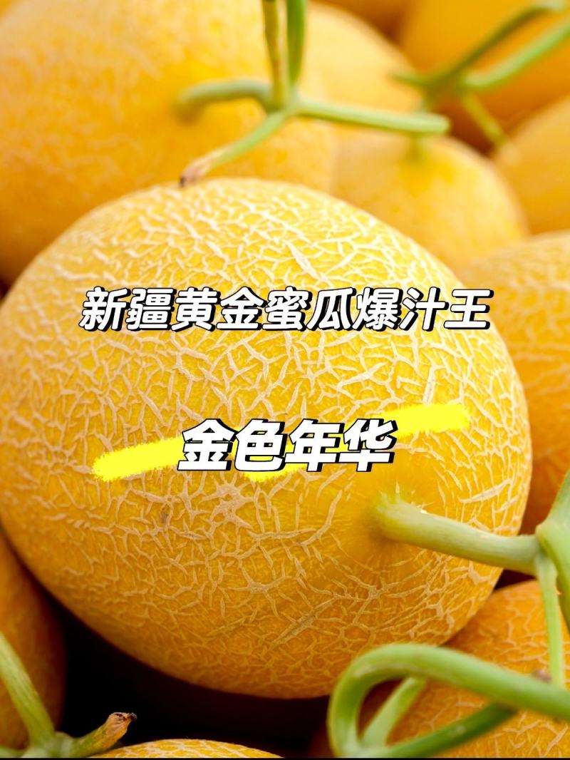 新疆吐鲁番直采金色年华哈密瓜糖心爆汁现摘现发品质保证