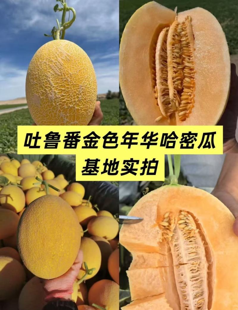 新疆吐鲁番直采金色年华哈密瓜糖心爆汁现摘现发品质保证