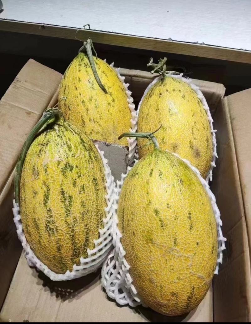 八六王哈密瓜