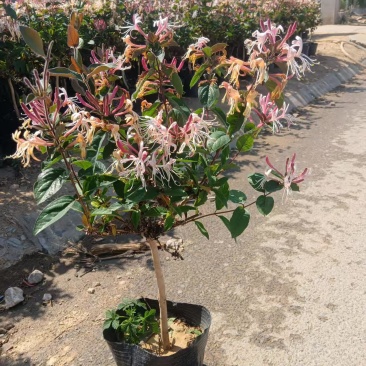 金银花彩色金银花苗