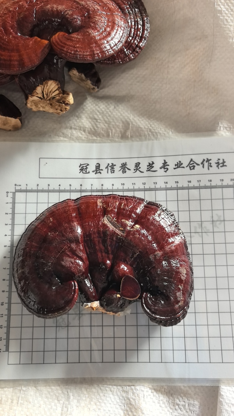 赤灵芝红灵芝山东灵芝泰山灵芝苦灵芝