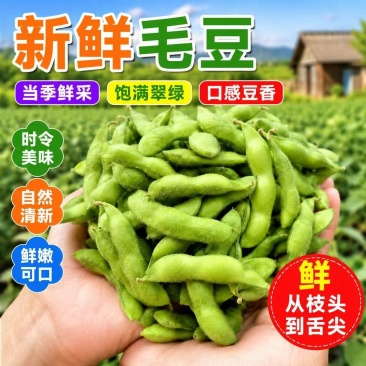 安徽毛豆产地代办量大从优基地直发欢迎来电咨询
