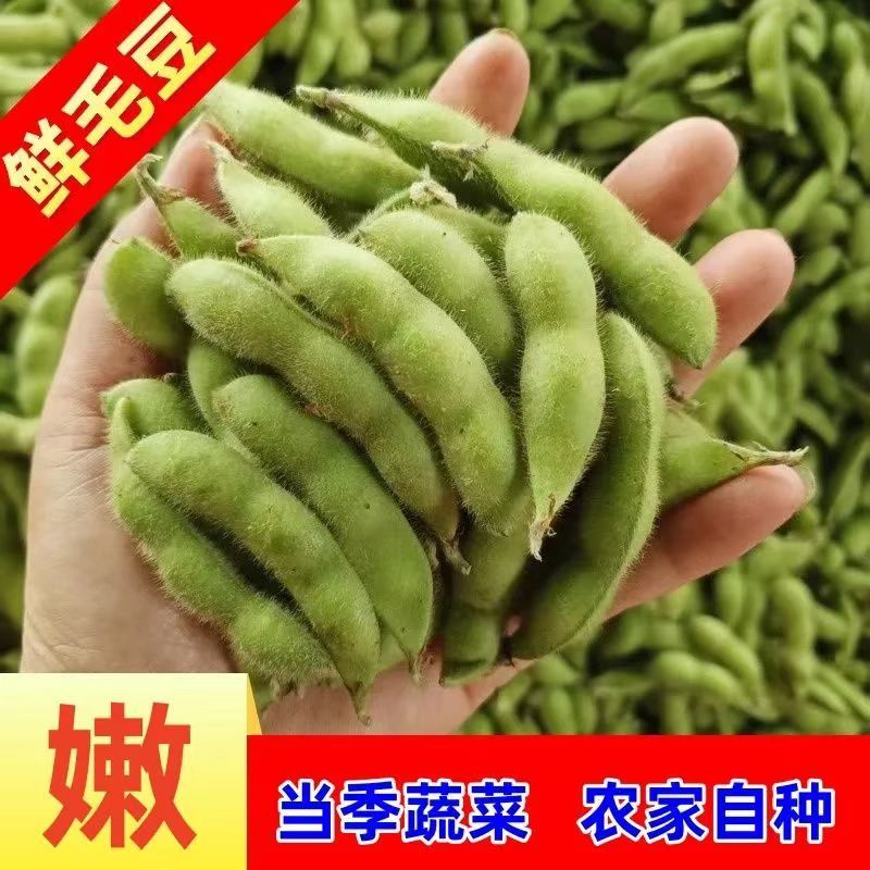 安徽毛豆产地代办量大从优基地直发欢迎来电咨询
