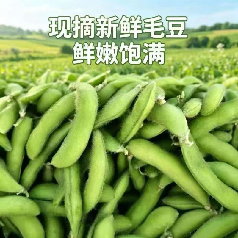安徽毛豆产地代办量大从优基地直发欢迎来电咨询