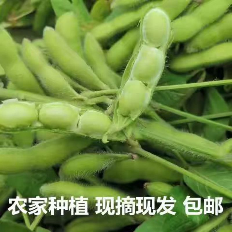 安徽毛豆产地代办量大从优基地直发欢迎来电咨询
