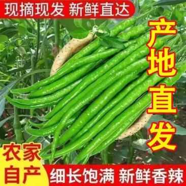 阜阳线椒颗粒饱满新鲜产地直采市场批发欢迎垂询