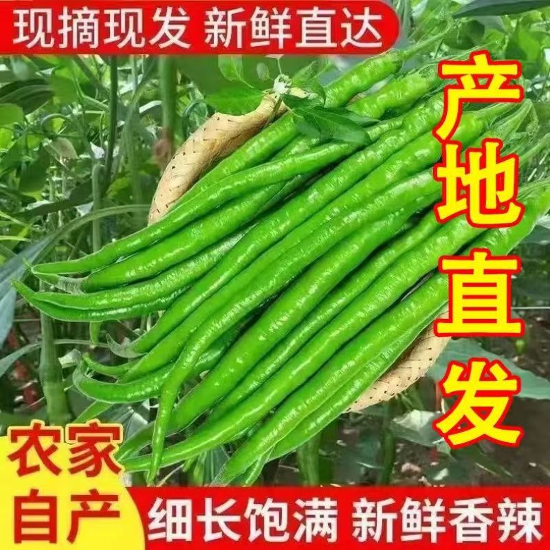 阜阳线椒颗粒饱满新鲜产地直采市场批发欢迎垂询