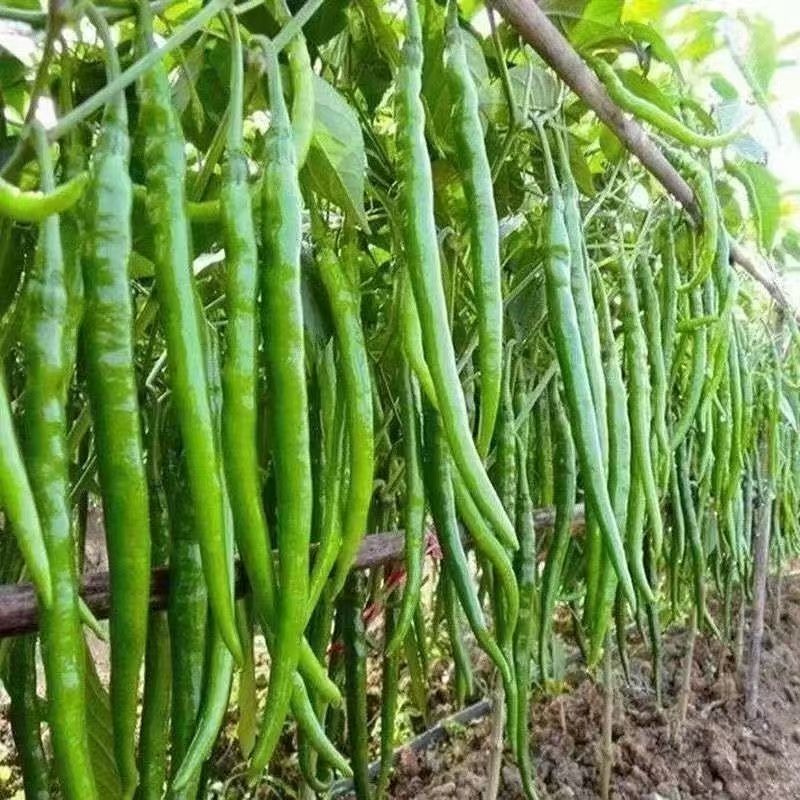 阜阳线椒颗粒饱满新鲜产地直采市场批发欢迎垂询
