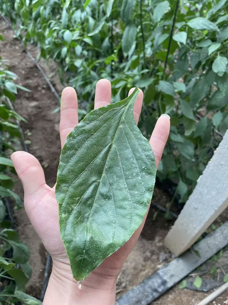 鲜辣椒叶《螺丝椒叶，青椒叶，黄皮椒叶牛角椒叶，朝天椒叶》