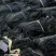 山东荣成干海带地板菜