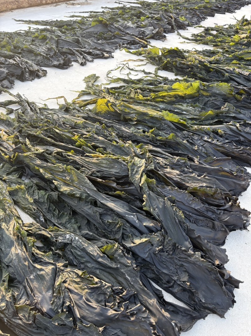 山东荣成干海带地板菜
