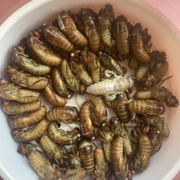 正宗野生竹蝉