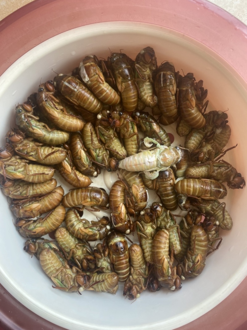 正宗野生竹蝉
