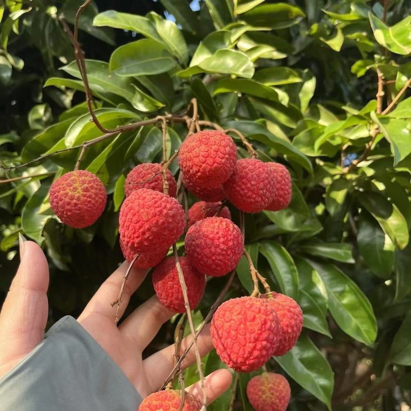 赤岗源头玲琅荔枝，甜、雅，