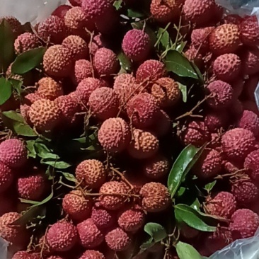广东东莞荔枝桂味！