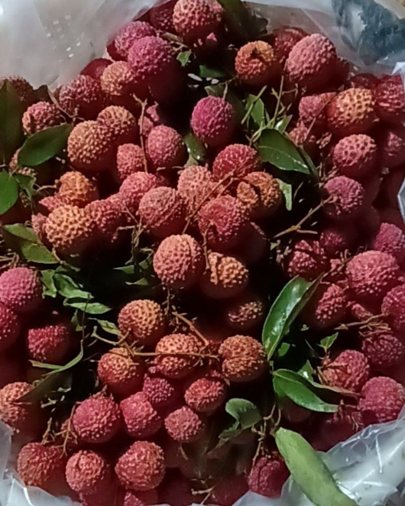 广东东莞荔枝桂味！