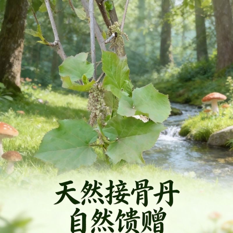 接骨丹苗【正宗骨伤主要药大叶接骨丹，叶树根的皮也可入药】