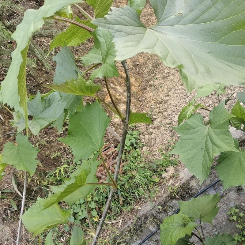 接骨丹苗【正宗骨伤主要药大叶接骨丹，叶树根的皮也可入药】