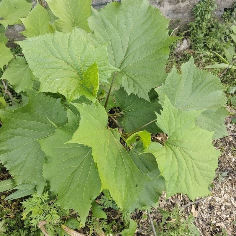 接骨丹苗【正宗骨伤主要药大叶接骨丹，叶树根的皮也可入药】