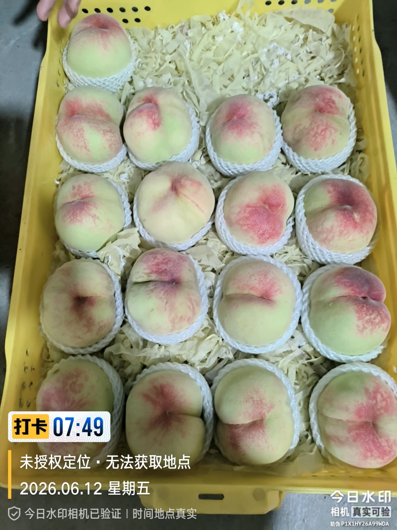 阳山水蜜桃