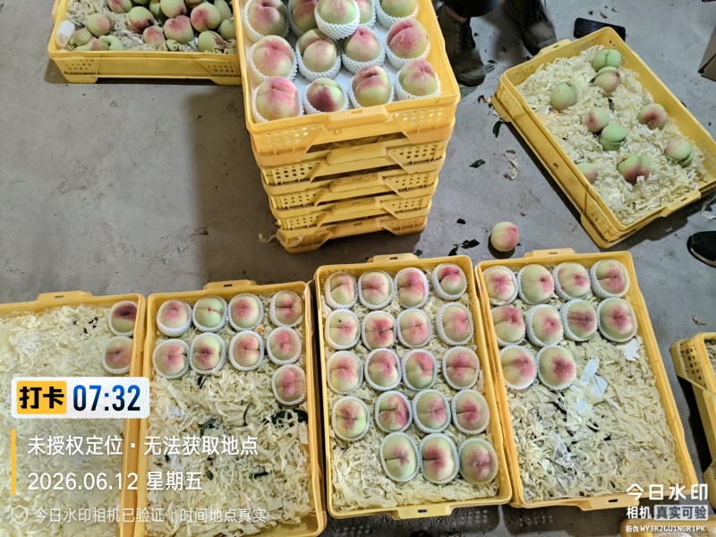 阳山水蜜桃