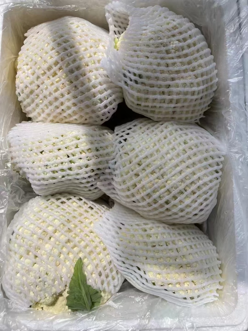 甘肃定西的高原夏菜，产地直发，可支持遇冷发货，量大