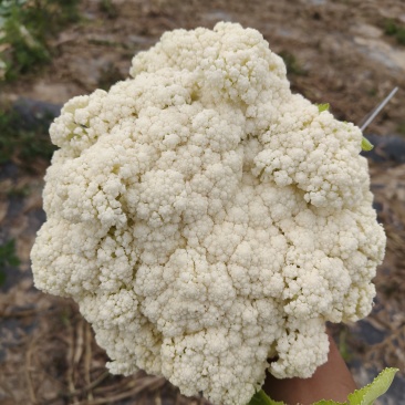 甘肃定西的高原夏菜，产地直发，可支持遇冷发货，量大