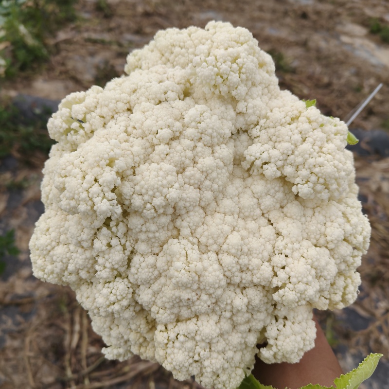 甘肃定西的高原夏菜，产地直发，可支持遇冷发货，量大