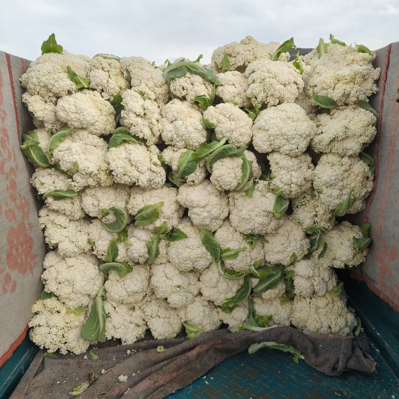 甘肃定西的高原夏菜，产地直发，可支持遇冷发货，量大