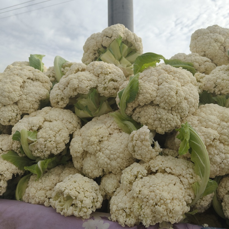 甘肃定西的高原夏菜，产地直发，可支持遇冷发货，量大