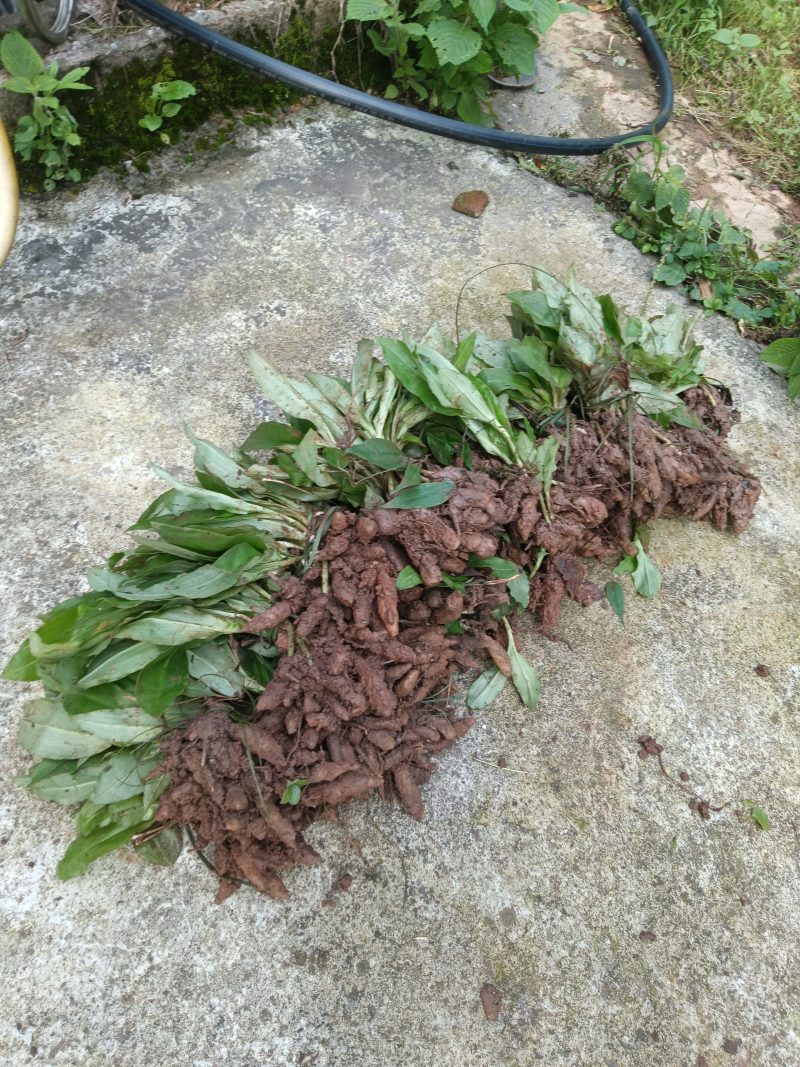 双肾草苗