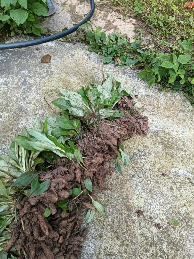 双肾草苗