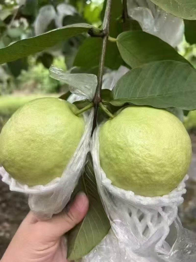 长期稳定供应商超，市场，电商，工厂果，一件代发。