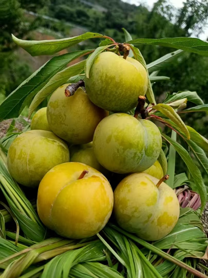 正宗六马蜂糖李