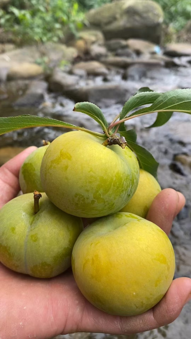 正宗六马蜂糖李