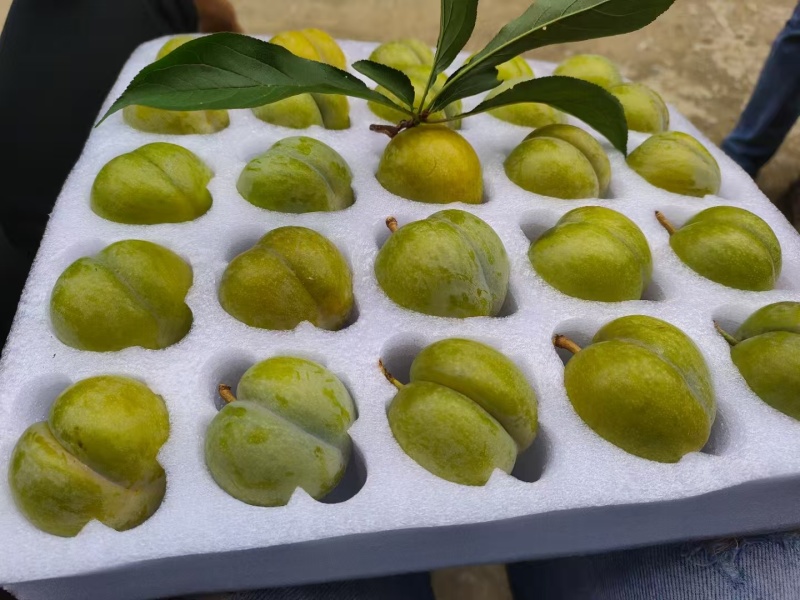 正宗六马蜂糖李