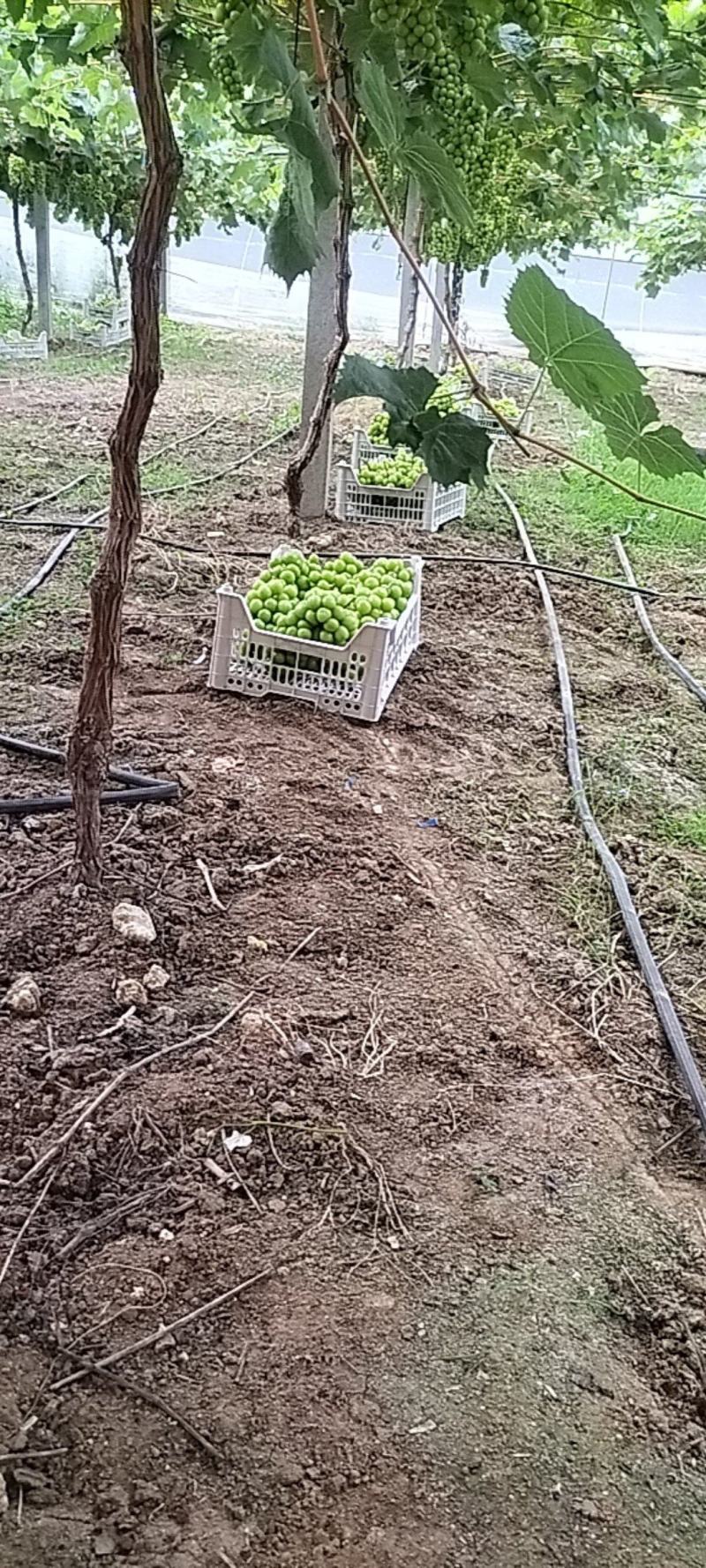 精品瓜果