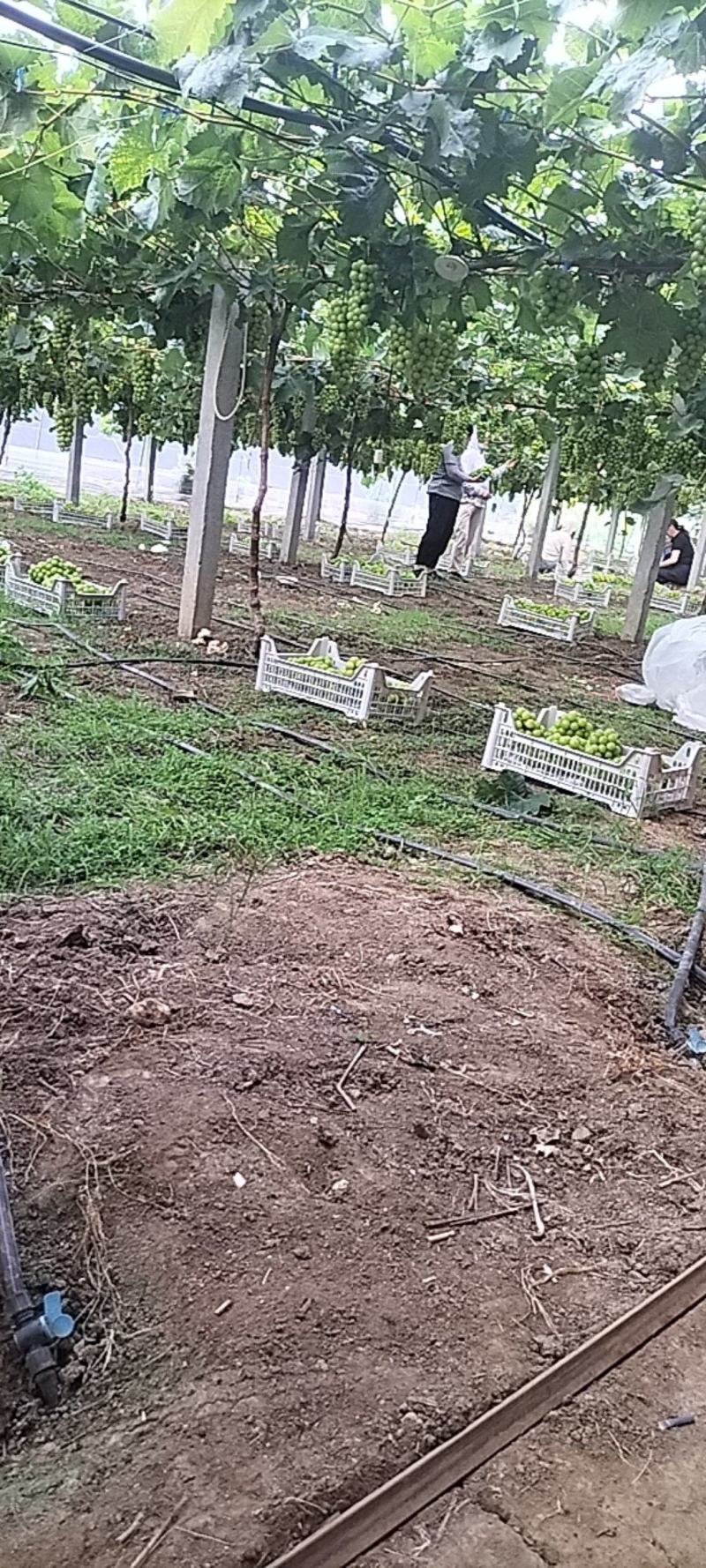 精品瓜果