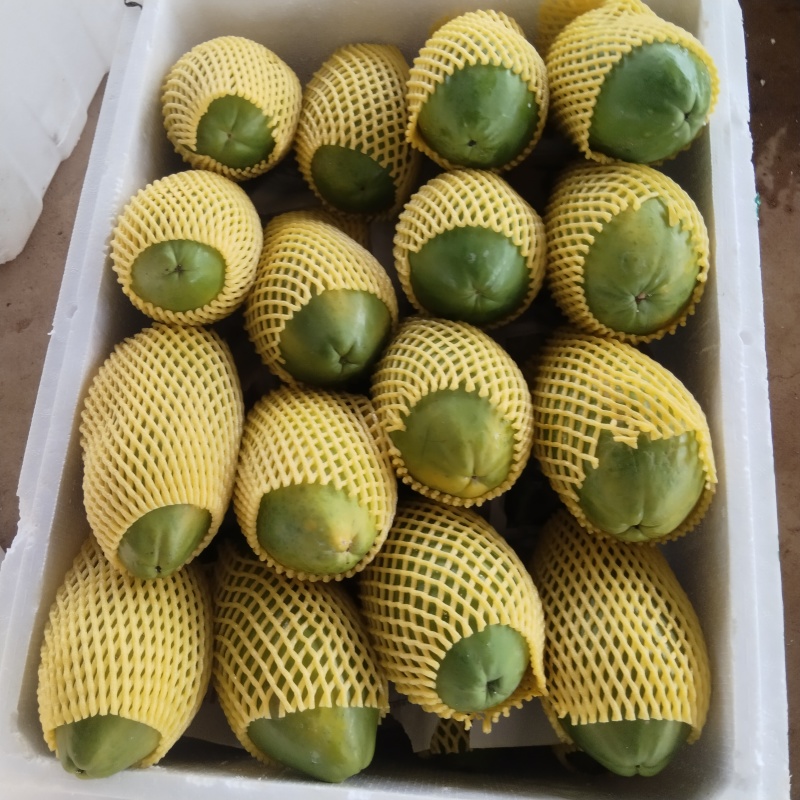 大青木瓜